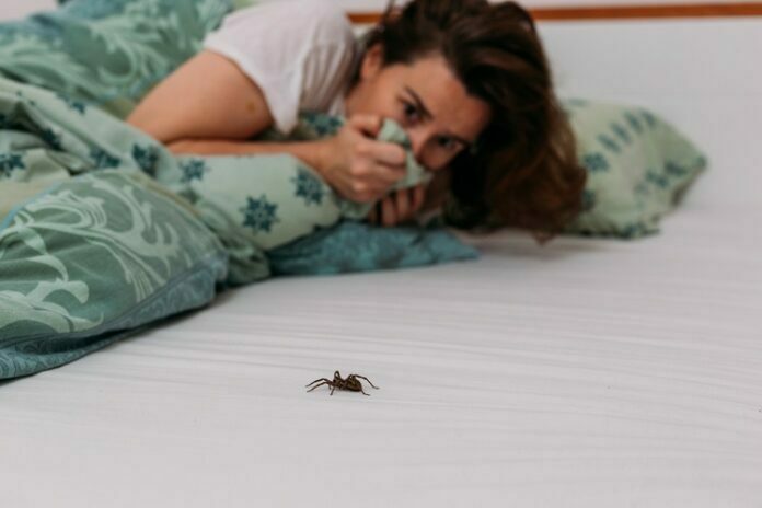 spiders on bed
